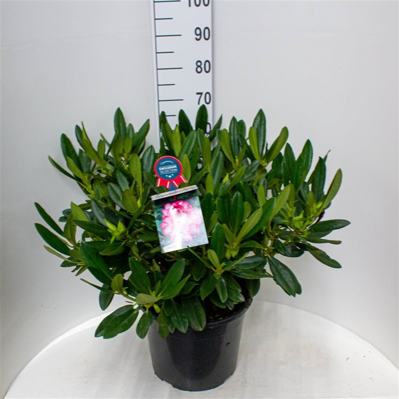 Rhododendron – Rhododendron 'Hachmann's Charmant' - C20 60-70 CM